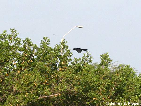 Groove-billed Ani (Crotophaga sulcirostris)