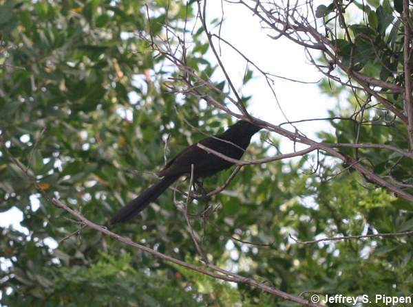 Groove-billed Ani (Crotophaga sulcirostris)