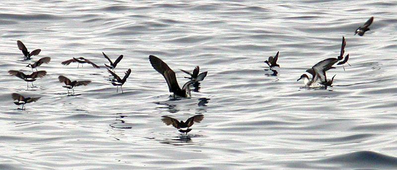 Wilson's Storm-Petrels with Greater Shearwaters