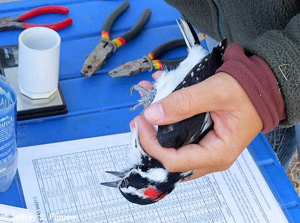 Hairy Woodpecker (Picoides villosus)