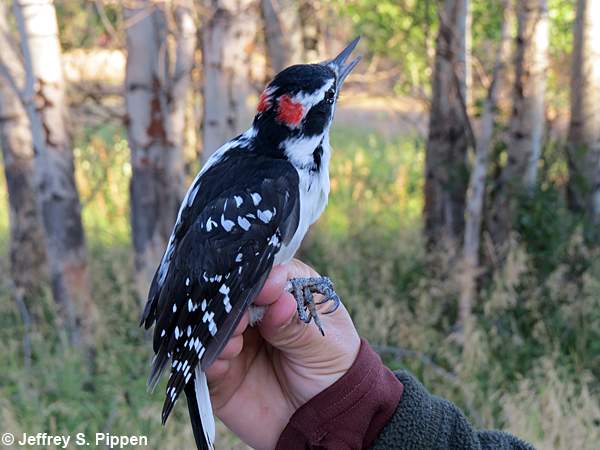 Hairy Woodpecker (Picoides villosus)