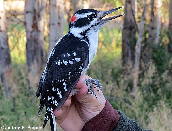 Hairy Woodpecker (Picoides villosus)
