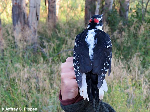 Hairy Woodpecker (Picoides villosus)