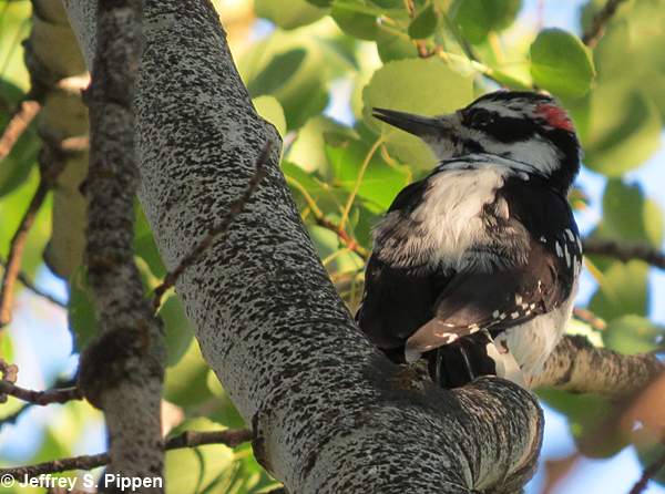 Hairy Woodpecker (Picoides villosus)