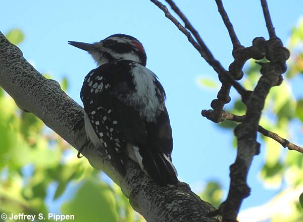 Hairy Woodpecker (Picoides villosus)