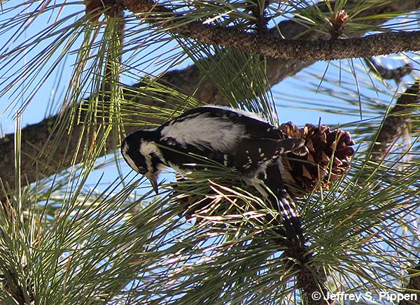 Hairy Woodpecker (Picoides villosus)