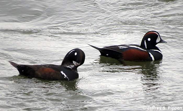 Harlequin Duck (Histrionicus histrionicus)