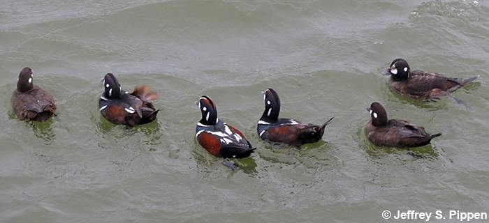 Harlequin Duck (Histrionicus histrionicus)