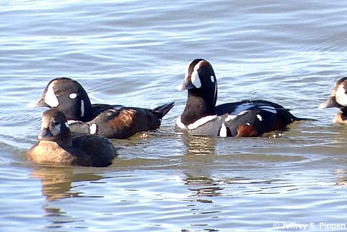 Harlequin Duck (Histrionicus histrionicus)
