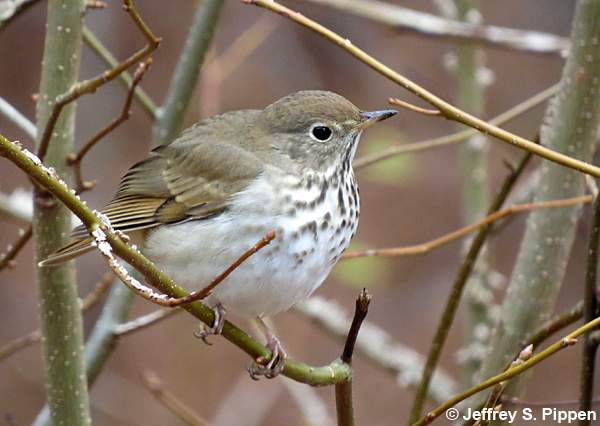 Hermit Thrush (Catharus guttatus)