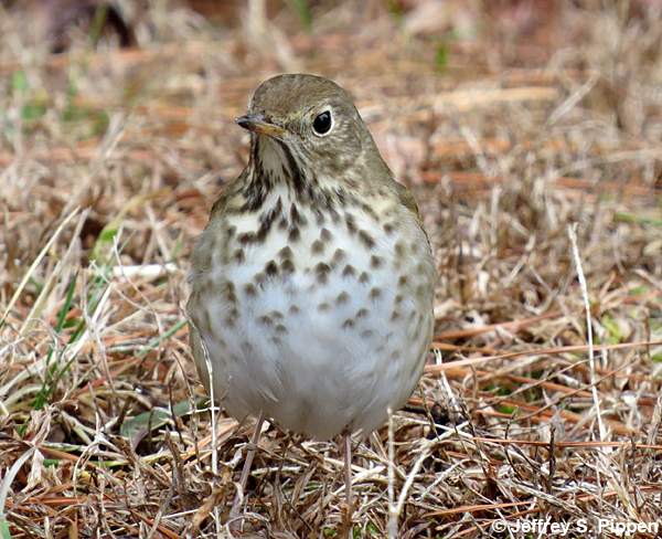 Hermit Thrush (Catharus guttatus)