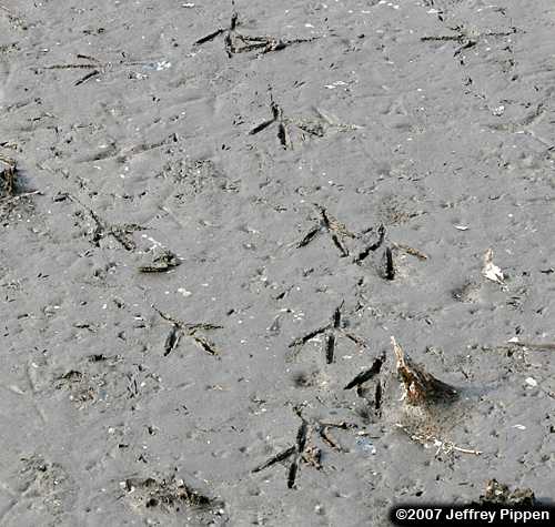Great Blue Heron tracks in the mud