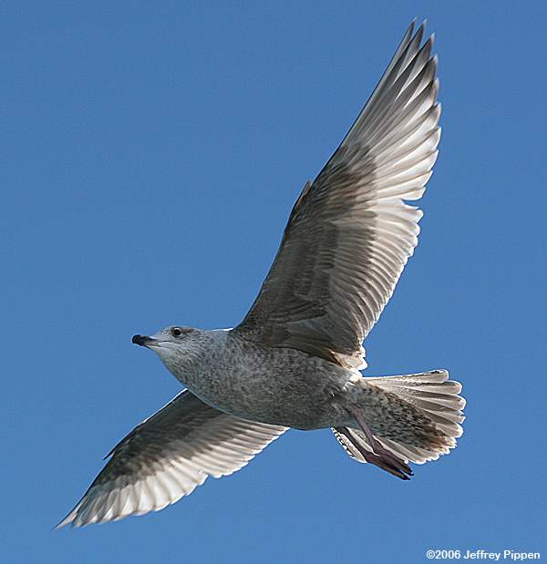 Herring Gull (Larus argentatus smithsonianus)