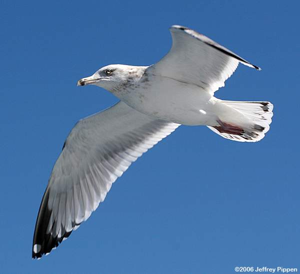 Herring Gull (Larus argentatus smithsonianus)