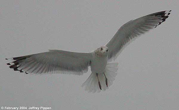 Herring Gull (Larus argentatus smithsonianus)