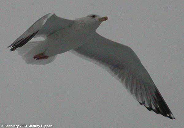 Herring Gull (Larus argentatus smithsonianus)