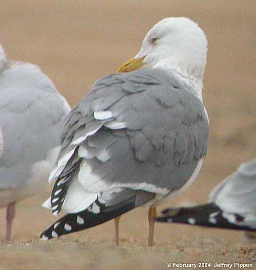 Hybrid Lesser Black-backed x Herring Gull