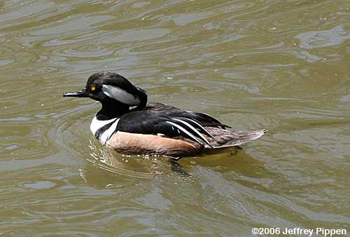 Hooded Merganser (Lophodytes cucullatus)