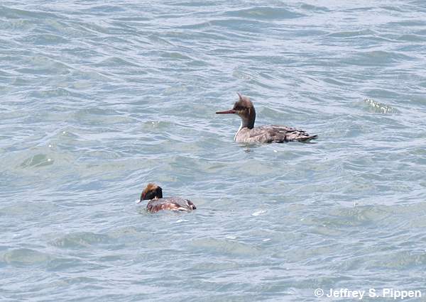Horned Grebe (Podiceps auritis)