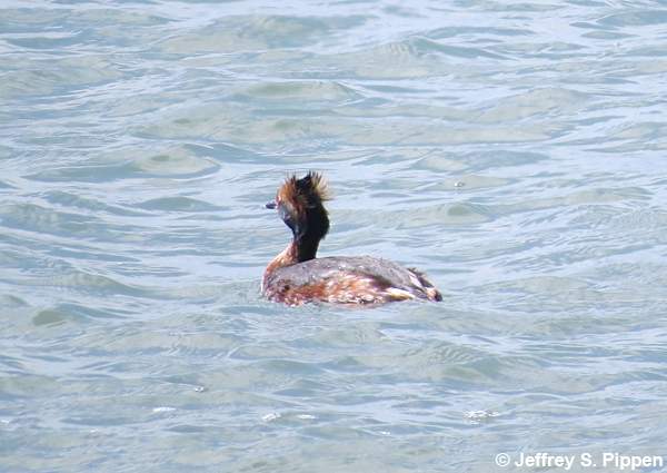 Horned Grebe (Podiceps auritis)