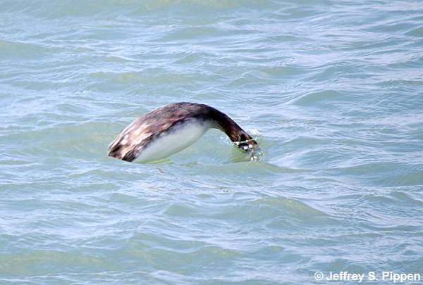 Horned Grebe (Podiceps auritis)