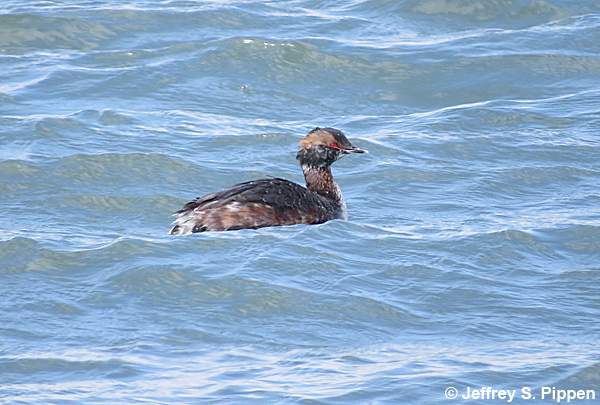 Horned Grebe (Podiceps auritis)
