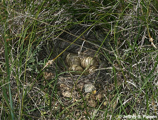 Horned Lark (Eremophila alpestris)