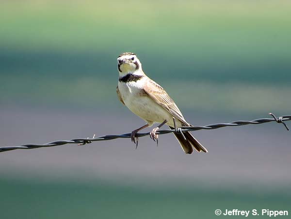 Horned Lark (Eremophila alpestris)