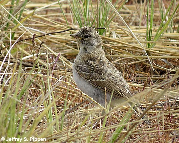 Horned Lark (Eremophila alpestris)