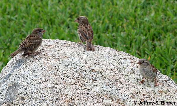 House Sparrow (Passer domesticus)