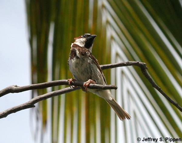 House Sparrow (Passer domesticus)