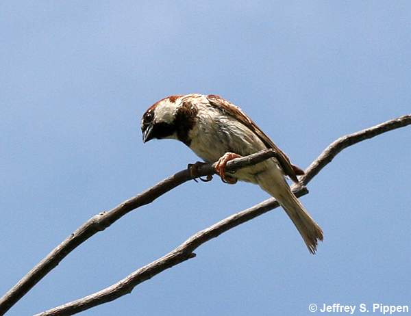 House Sparrow (Passer domesticus)