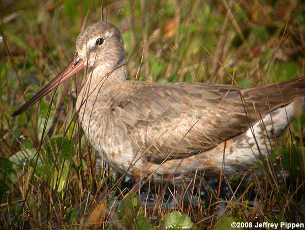 Hudsonian Godwit (Limosa haemastica)