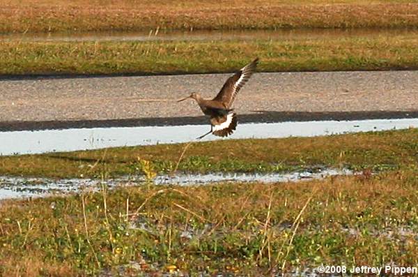Hudsonian Godwit (Limosa haemastica)