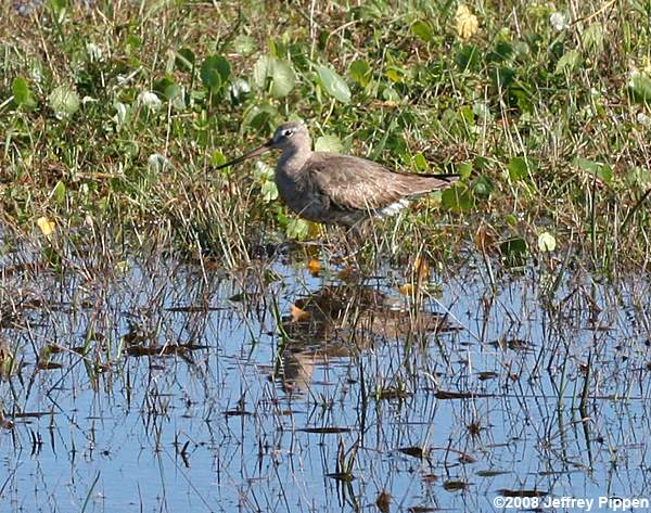Hudsonian Godwit (Limosa haemastica)