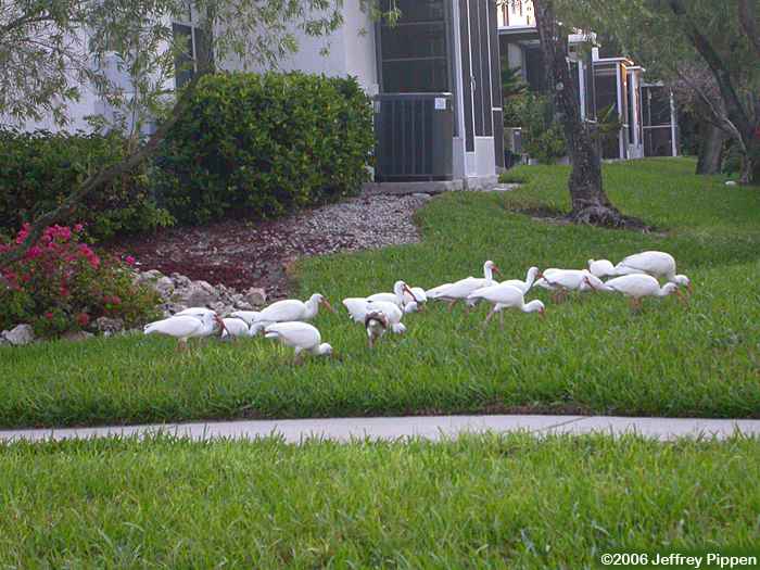White Ibis (Eudocimus albus)