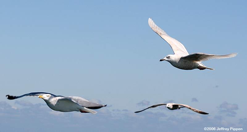 Iceland Gull (Larus glaucoides)