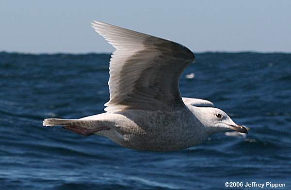 Iceland Gull (Larus glaucoides)