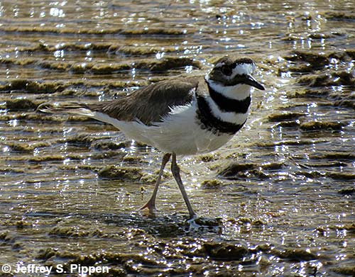 Killdeer (Charadrius vociferus)