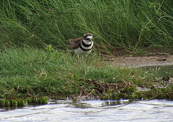 Killdeer (Charadrius vociferus)