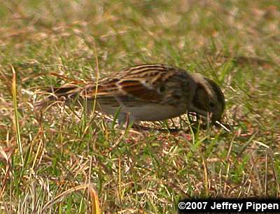 Lapland Longspur (Calcarius lapponicus)