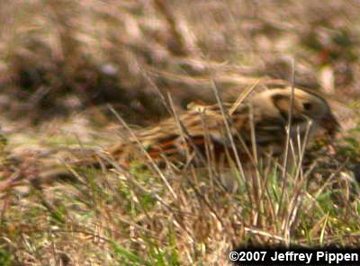 Lapland Longspur (Calcarius lapponicus)