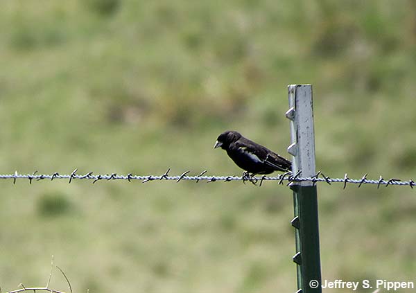 Lark Bunting (Calamospiza melanocorys)