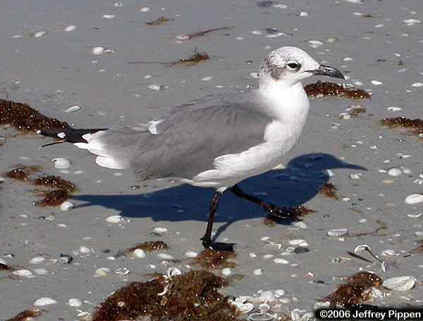 Laughing Gull (Larus atricilla)