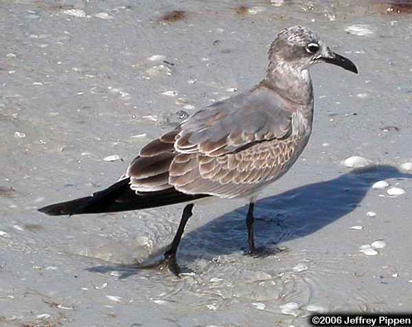 Laughing Gull (Larus atricilla)