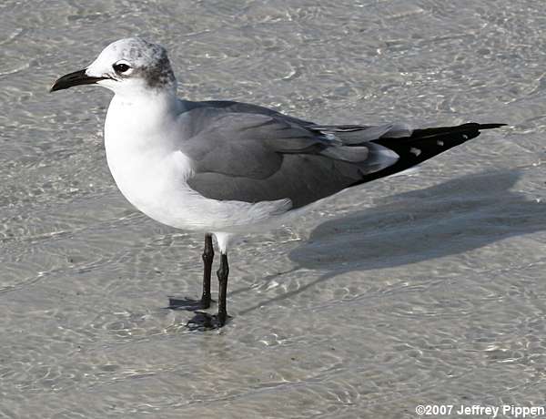 Laughing Gull (Larus atricilla)