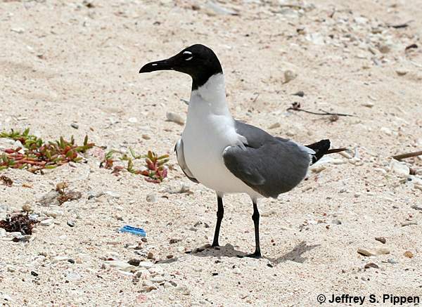 Laughing Gull (Leucophaeus atricilla)