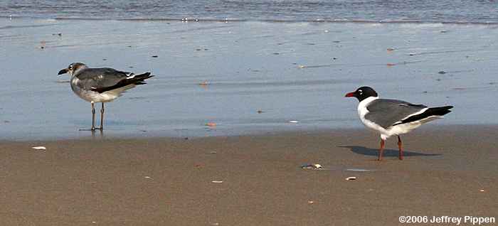 Laughing Gull (Larus atricilla)