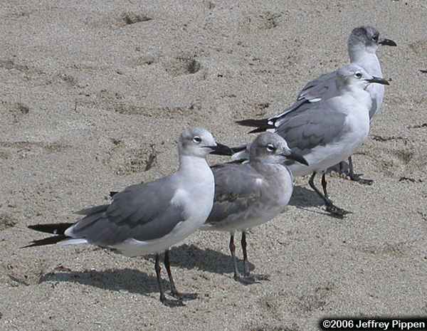 Laughing Gull (Larus atricilla)