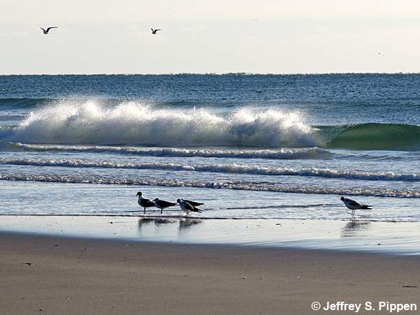 Laughing Gull (Larus atricilla)